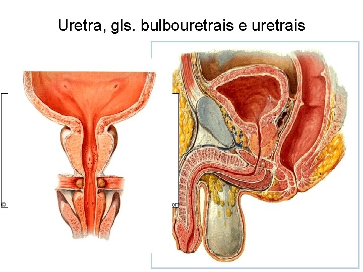 Uretra, gls. bulbouretrais e uretrais 