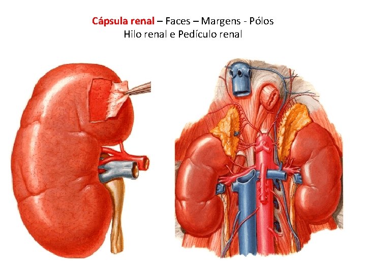 Cápsula renal – Faces – Margens - Pólos Hilo renal e Pedículo renal 