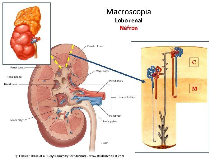 Macroscopia Lobo renal Néfron C M 