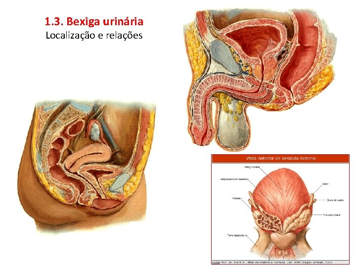 1. 3. Bexiga urinária Localização e relações 