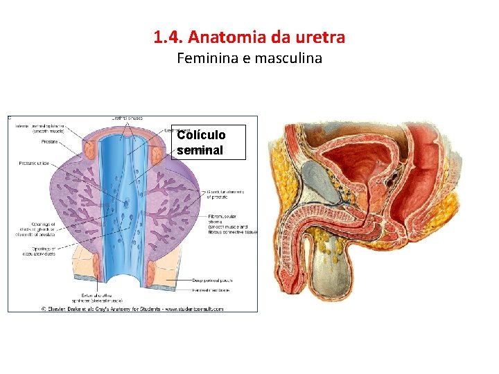 1. 4. Anatomia da uretra Feminina e masculina Colículo seminal 