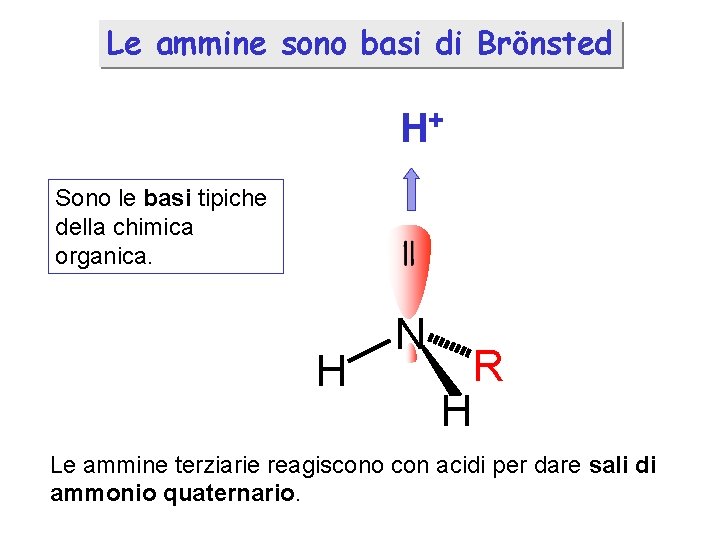 Le ammine sono basi di Brönsted H+ Sono le basi tipiche della chimica organica.