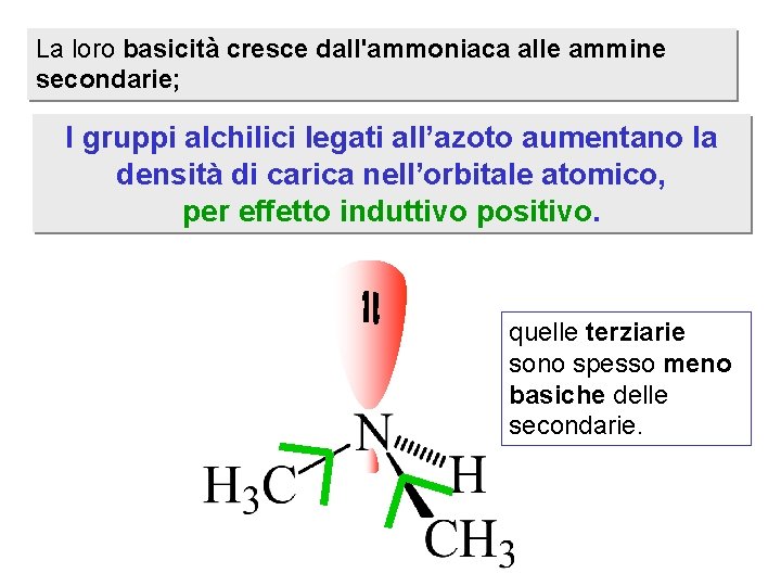 La loro basicità cresce dall'ammoniaca alle ammine secondarie; I gruppi alchilici legati all’azoto aumentano