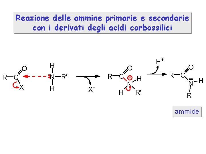 Reazione delle ammine primarie e secondarie con i derivati degli acidi carbossilici O H