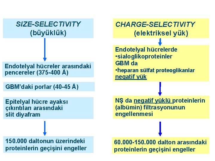 SIZE-SELECTIVITY (büyüklük) Endotelyal hücreler arasındaki pencereler (375 -400 Å) CHARGE-SELECTIVITY (elektriksel yük) Endotelyal hücrelerde