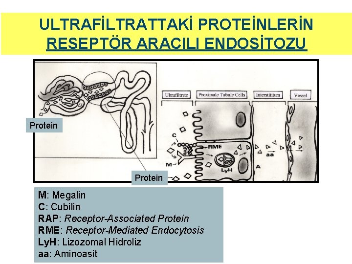 ULTRAFİLTRATTAKİ PROTEİNLERİN RESEPTÖR ARACILI ENDOSİTOZU Protein M: Megalin C: Cubilin RAP: Receptor-Associated Protein RME: