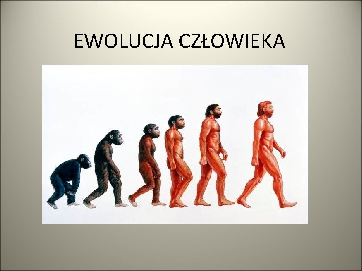 EWOLUCJA CZŁOWIEKA 