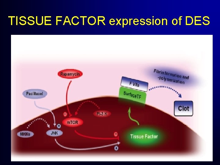 TISSUE FACTOR expression of DES TISSUE FACTOR expression of DES