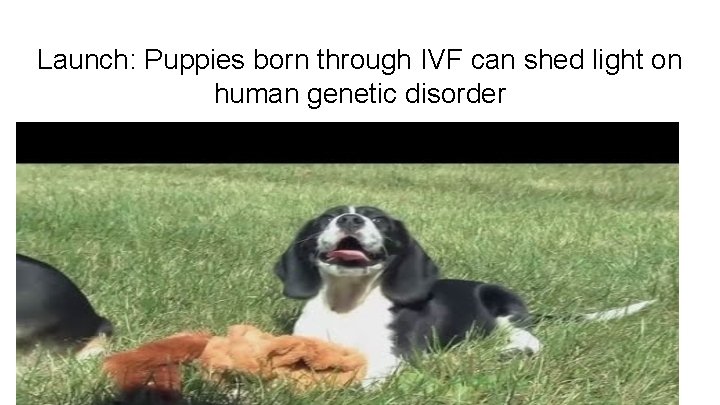 Launch: Puppies born through IVF can shed light on human genetic disorder 