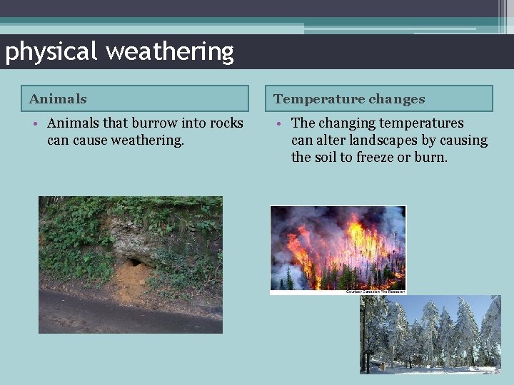 physical weathering Animals Temperature changes • Animals that burrow into rocks can cause weathering.