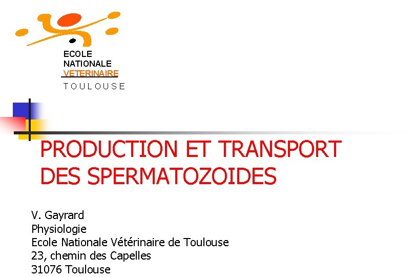 ECOLE NATIONALE VETERINAIRE TOULOUSE PRODUCTION ET TRANSPORT DES SPERMATOZOIDES V. Gayrard Physiologie Ecole Nationale