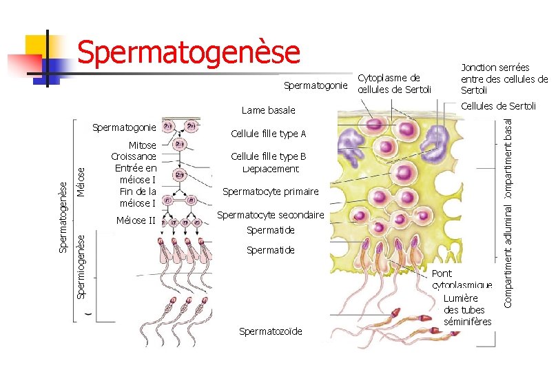 Spermatogonie Lame basale Méiose Mitose Croissance Entrée en méiose I Fin de la méiose