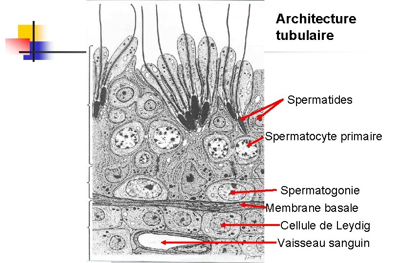 Architecture tubulaire Spermatides Spermatocyte primaire Spermatogonie Membrane basale Cellule de Leydig Vaisseau sanguin 