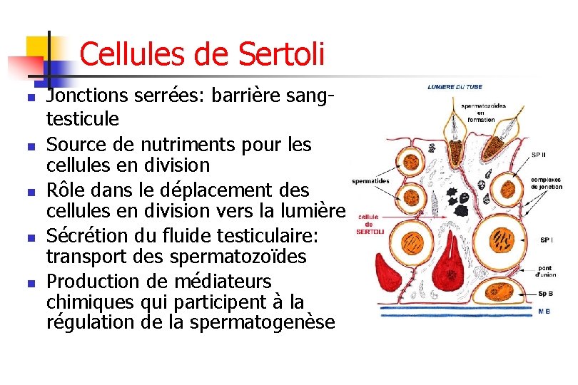 Cellules de Sertoli n n n Jonctions serrées: barrière sangtesticule Source de nutriments pour