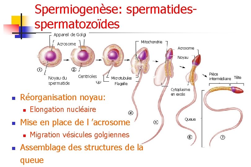 Spermiogenèse: spermatidesspermatozoïdes Appareil de Golgi Mitochondrie Acrosome Noyau du spermatide n n Flagelle Cytoplasme