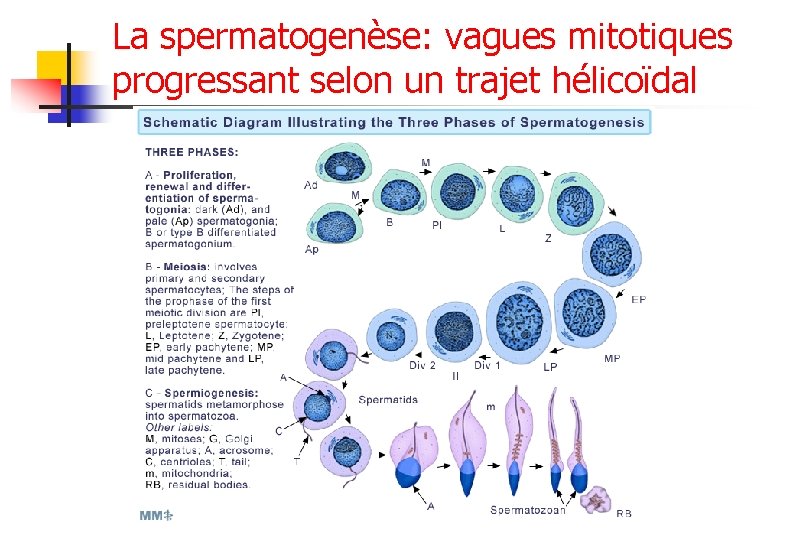 La spermatogenèse: vagues mitotiques progressant selon un trajet hélicoïdal 