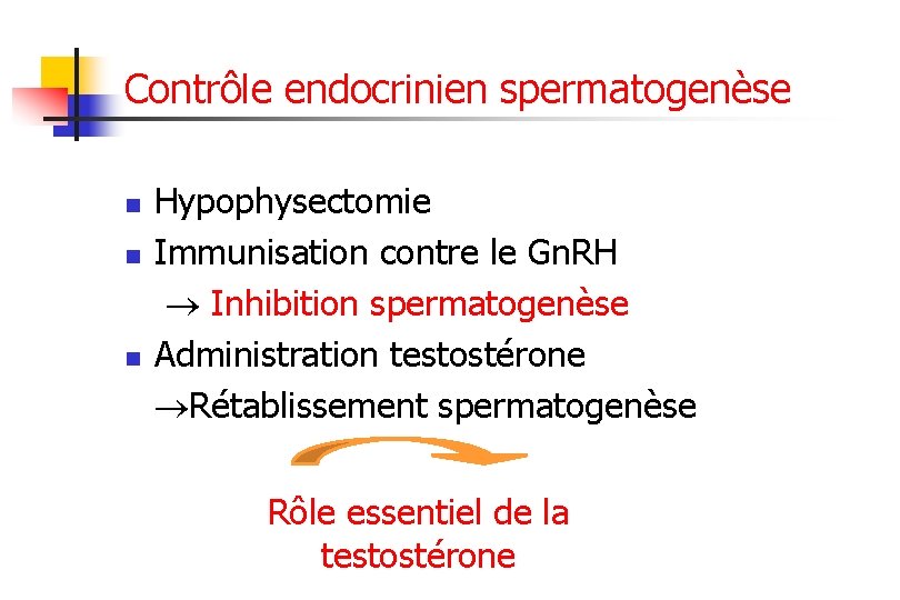 Contrôle endocrinien spermatogenèse n n n Hypophysectomie Immunisation contre le Gn. RH Inhibition spermatogenèse