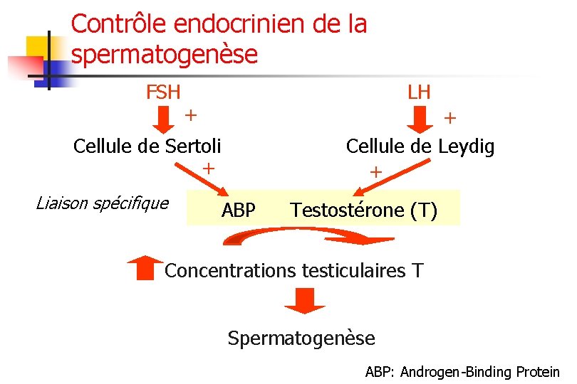Contrôle endocrinien de la spermatogenèse FSH LH + + Cellule de Leydig + Cellule