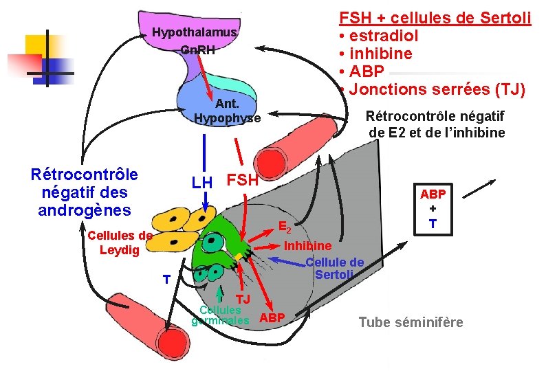 FSH + cellules de Sertoli • estradiol • inhibine • ABP • Jonctions serrées