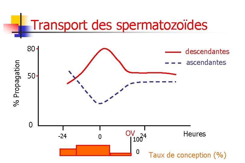 Transport des spermatozoïdes % Propagation 80 descendantes ascendantes 50 0 -24 0 OV 24