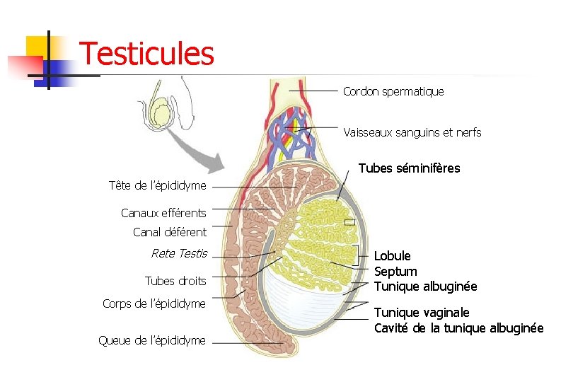 Testicules Cordon spermatique Vaisseaux sanguins et nerfs Tubes séminifères Tête de l’épididyme Canaux efférents