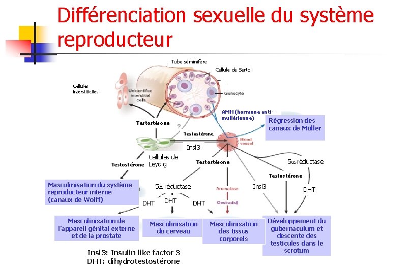Différenciation sexuelle du système reproducteur Tube séminifère Cellule de Sertoli Cellules interstitielles AMH (hormone