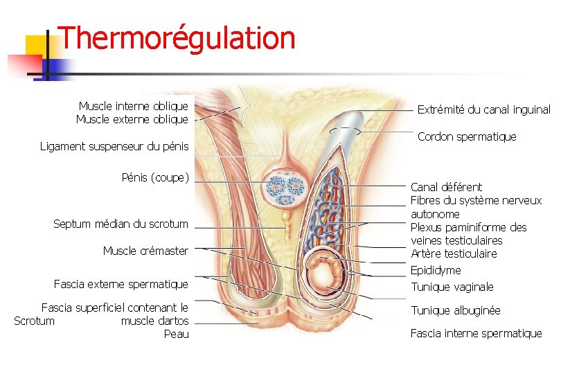 Thermorégulation Muscle interne oblique Muscle externe oblique Ligament suspenseur du pénis Pénis (coupe) Septum