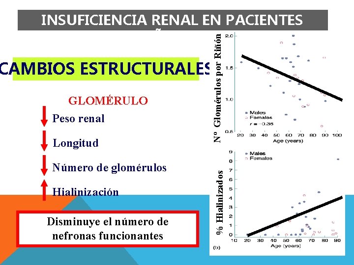 Nº Glomérulos por Riñón INSUFICIENCIA RENAL EN PACIENTES AÑOSOS GLOMÉRULO Peso renal Longitud Número