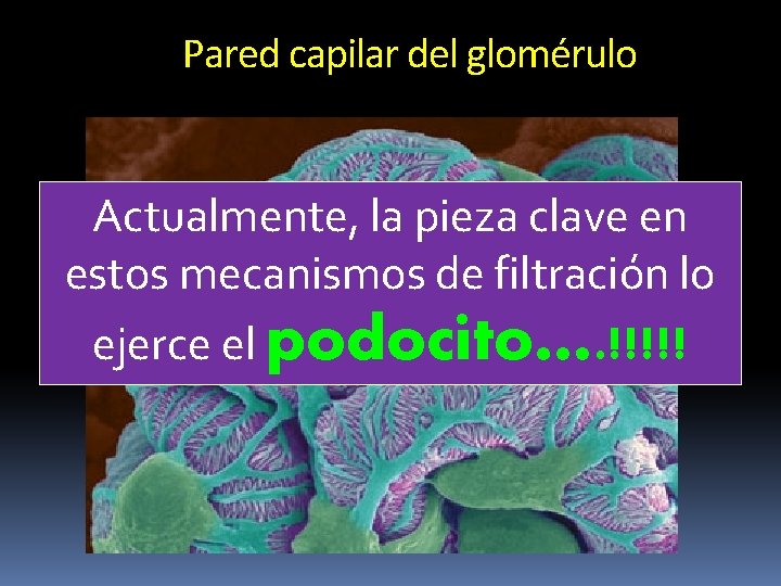 Pared capilar del glomérulo Actualmente, la pieza clave en estos mecanismos de filtración lo Pared capilar del glomérulo Actualmente, la pieza clave en estos mecanismos de filtración lo