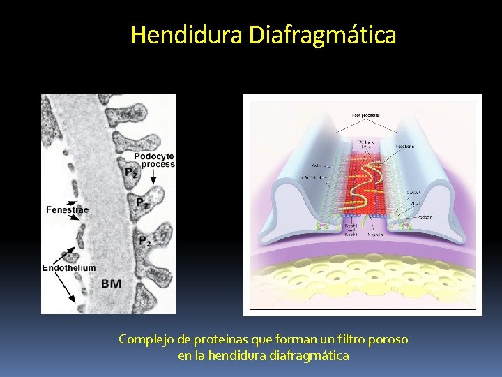 Hendidura Diafragmática Complejo de proteínas que forman un filtro poroso en la hendidura diafragmática Hendidura Diafragmática Complejo de proteínas que forman un filtro poroso en la hendidura diafragmática