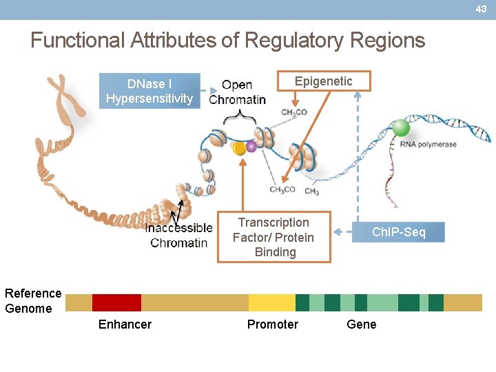 43 Functional Attributes of Regulatory Regions DNase I Hypersensitivity Epigenetic Transcription Factor/ Protein Binding