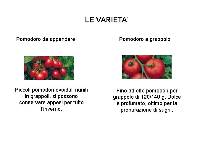 LE VARIETA’ Pomodoro da appendere Piccoli pomodori ovoidali riuniti in grappoli, si possono conservare