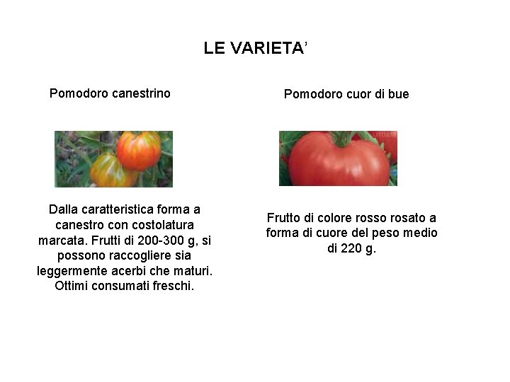 LE VARIETA’ Pomodoro canestrino Dalla caratteristica forma a canestro con costolatura marcata. Frutti di