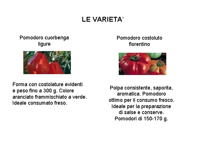 LE VARIETA’ Pomodoro cuorbenga ligure Forma con costolature evidenti e peso fino a 300