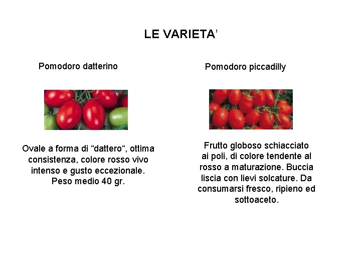 LE VARIETA’ Pomodoro datterino Ovale a forma di “dattero“, ottima consistenza, colore rosso vivo