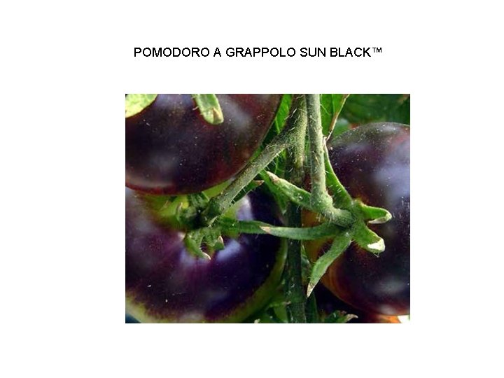 POMODORO A GRAPPOLO SUN BLACK™ 