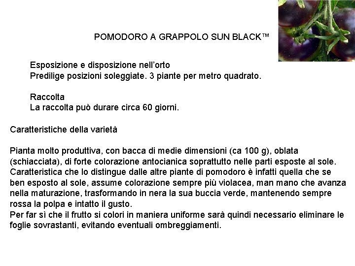 POMODORO A GRAPPOLO SUN BLACK™ Esposizione e disposizione nell’orto Predilige posizioni soleggiate. 3 piante