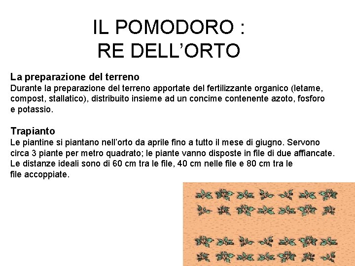 IL POMODORO : RE DELL’ORTO La preparazione del terreno Durante la preparazione del terreno