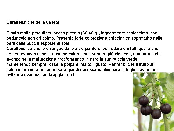 Caratteristiche della varietà Pianta molto produttiva, bacca piccola (30 -40 g), leggermente schiacciata, con
