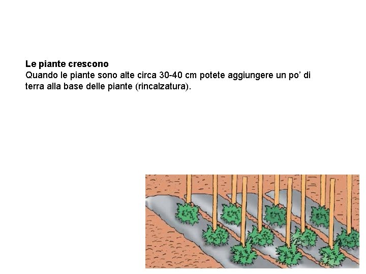 Le piante crescono Quando le piante sono alte circa 30 -40 cm potete aggiungere