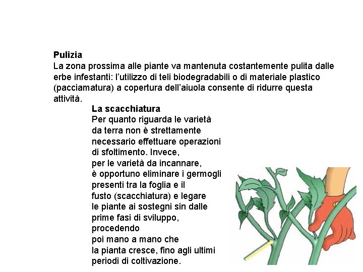 Pulizia La zona prossima alle piante va mantenuta costantemente pulita dalle erbe infestanti: l’utilizzo