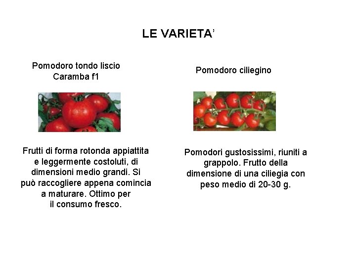 LE VARIETA’ Pomodoro tondo liscio Caramba f 1 Frutti di forma rotonda appiattita e