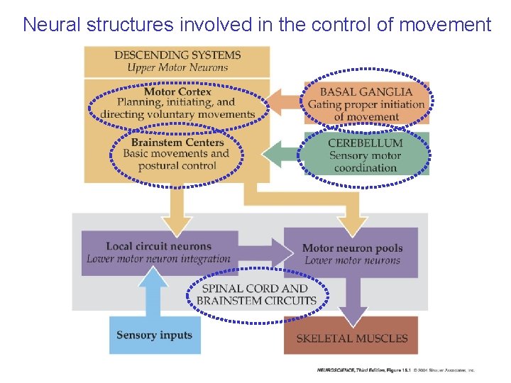 Neural structures involved in the control of movement 