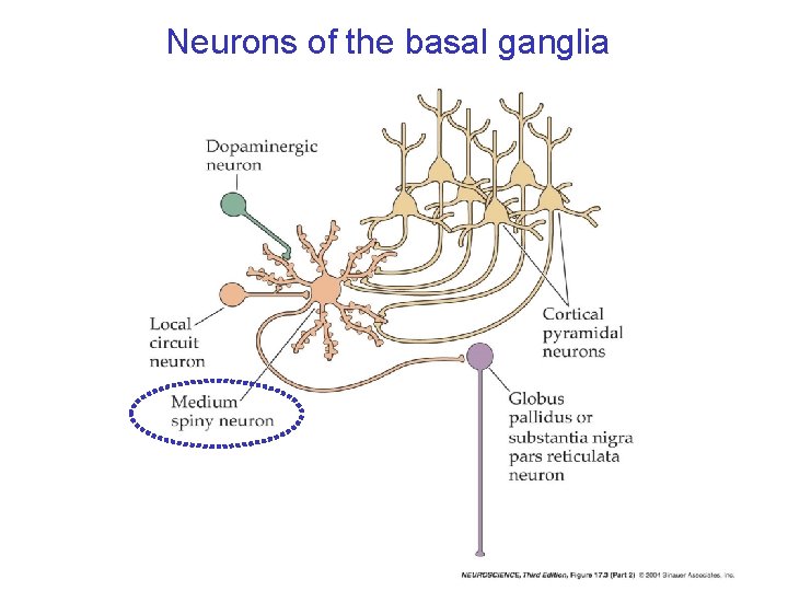 Neurons of the basal ganglia 