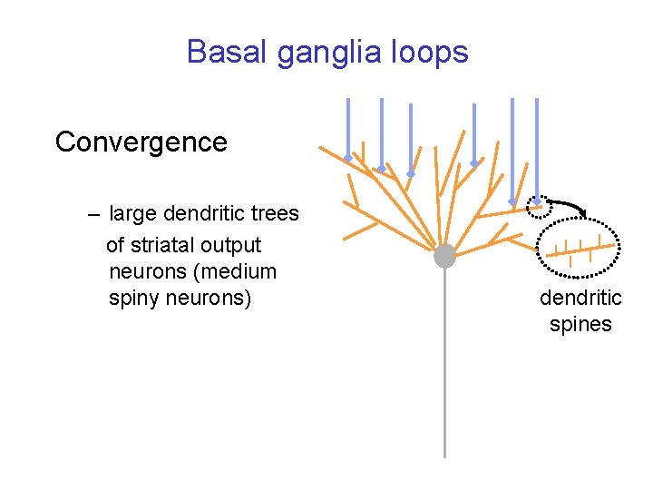 Basal ganglia loops Convergence – large dendritic trees of striatal output neurons (medium spiny