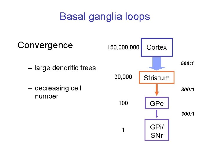 Basal ganglia loops Convergence 150, 000 Cortex 500: 1 – large dendritic trees 30,