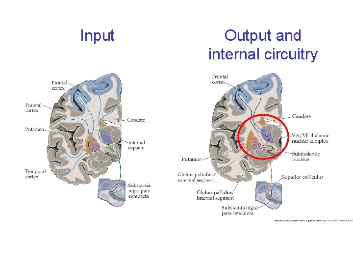 Input Output and internal circuitry 