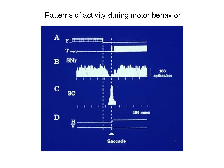 Patterns of activity during motor behavior 