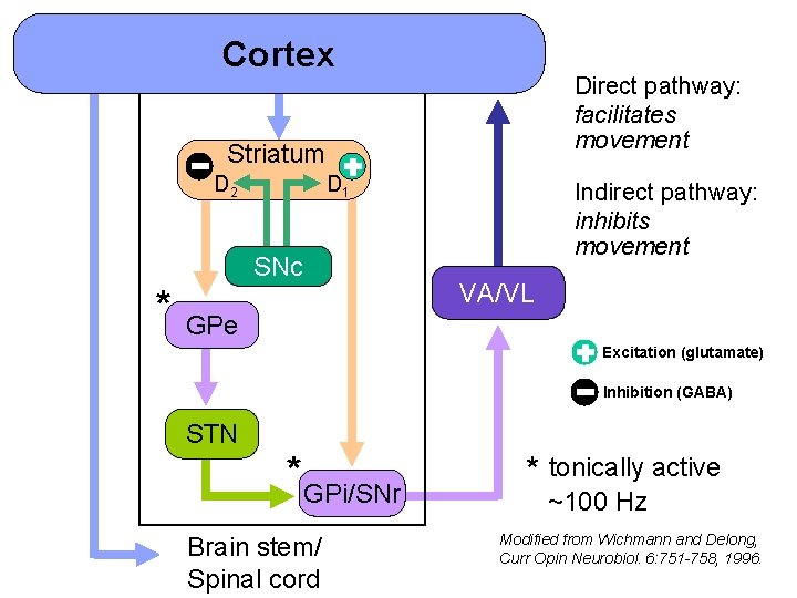 Cortex Direct pathway: facilitates movement Striatum D 2 D 1 SNc * Indirect pathway: