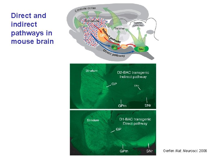 Direct and indirect pathways in mouse brain Gerfen Nat. Neurosci. 2006 